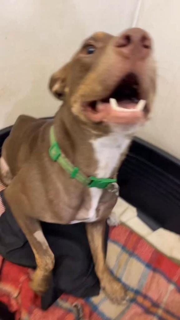 Toblerone, cachorro de porte grande para adoção em Belo Horizonte - MG