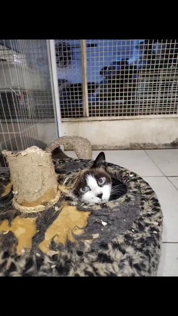 Zen, gato de porte médio para adoção em Belo Horizonte - MG