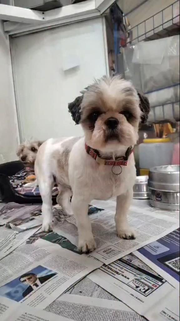 Valentino, cachorro de porte pequeno para adoção em Belo Horizonte - MG