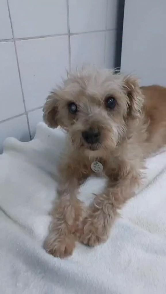 Amora, cadela de porte pequeno para adoção em Belo Horizonte - MG