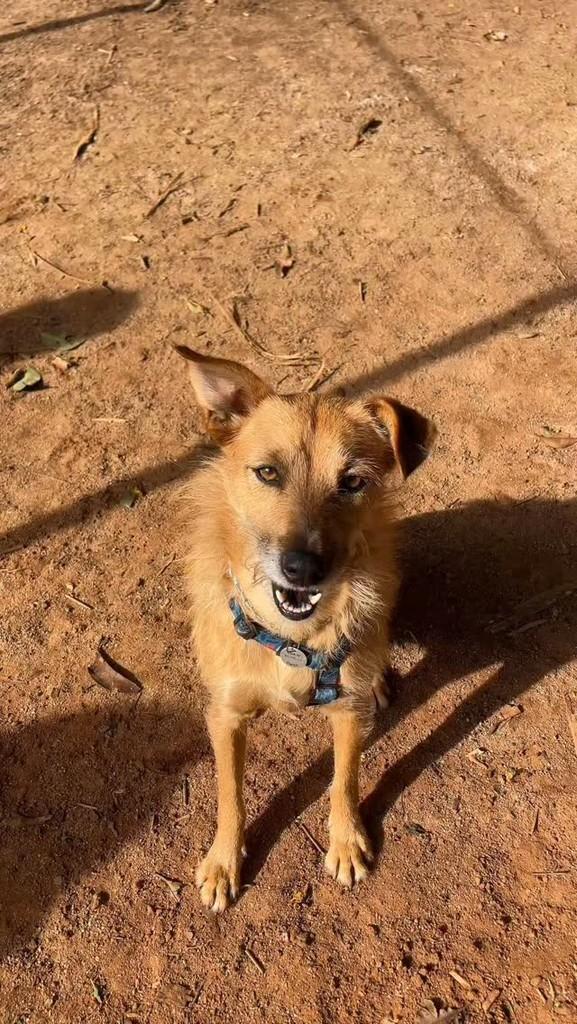 Dalila, cachorro de porte médio para adoção em Belo Horizonte - MG