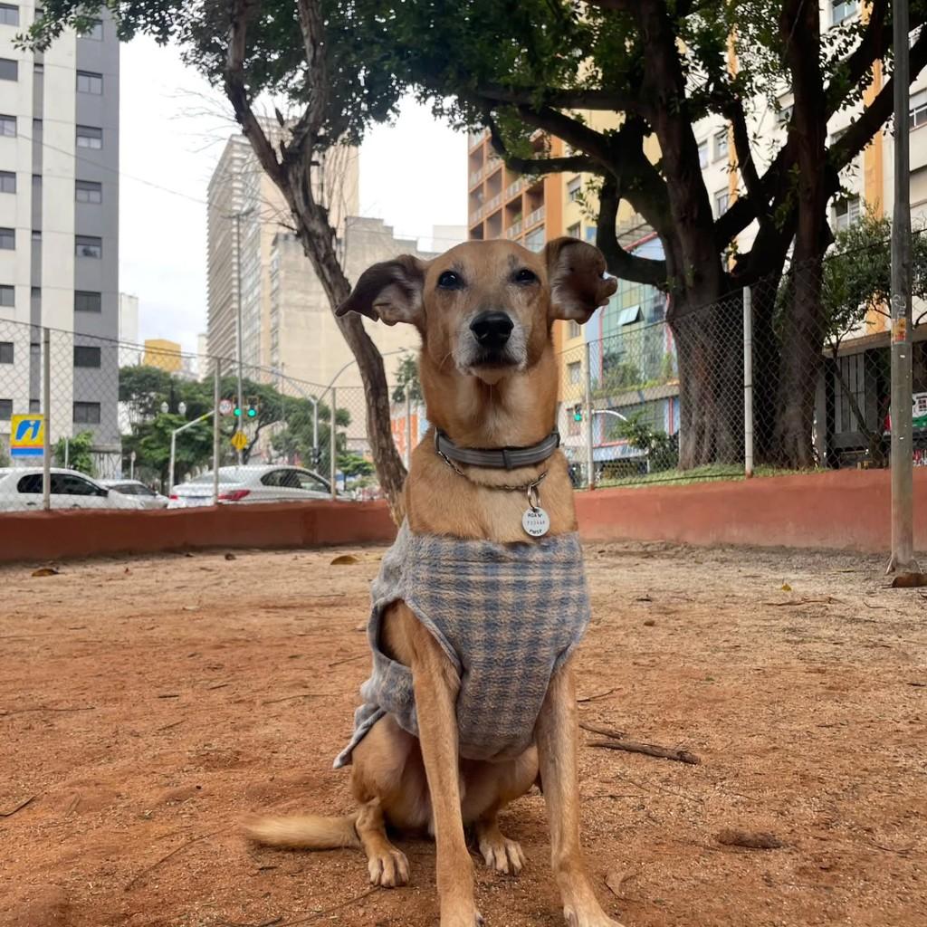 Canguru, cachorro de porte médio para adoção em Belo Horizonte - MG