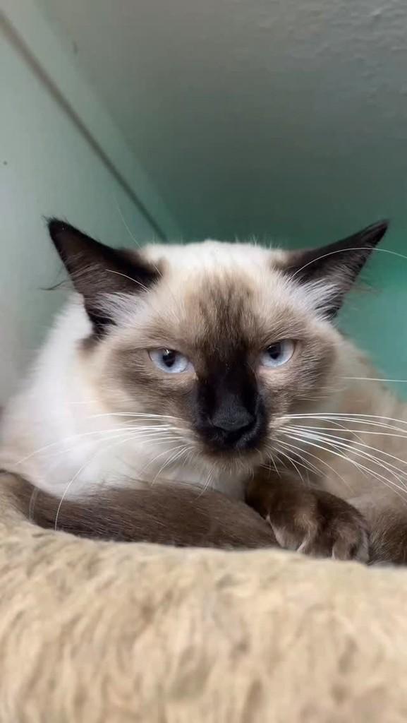 Verona, gato de porte pequeno para adoção em Belo Horizonte - MG
