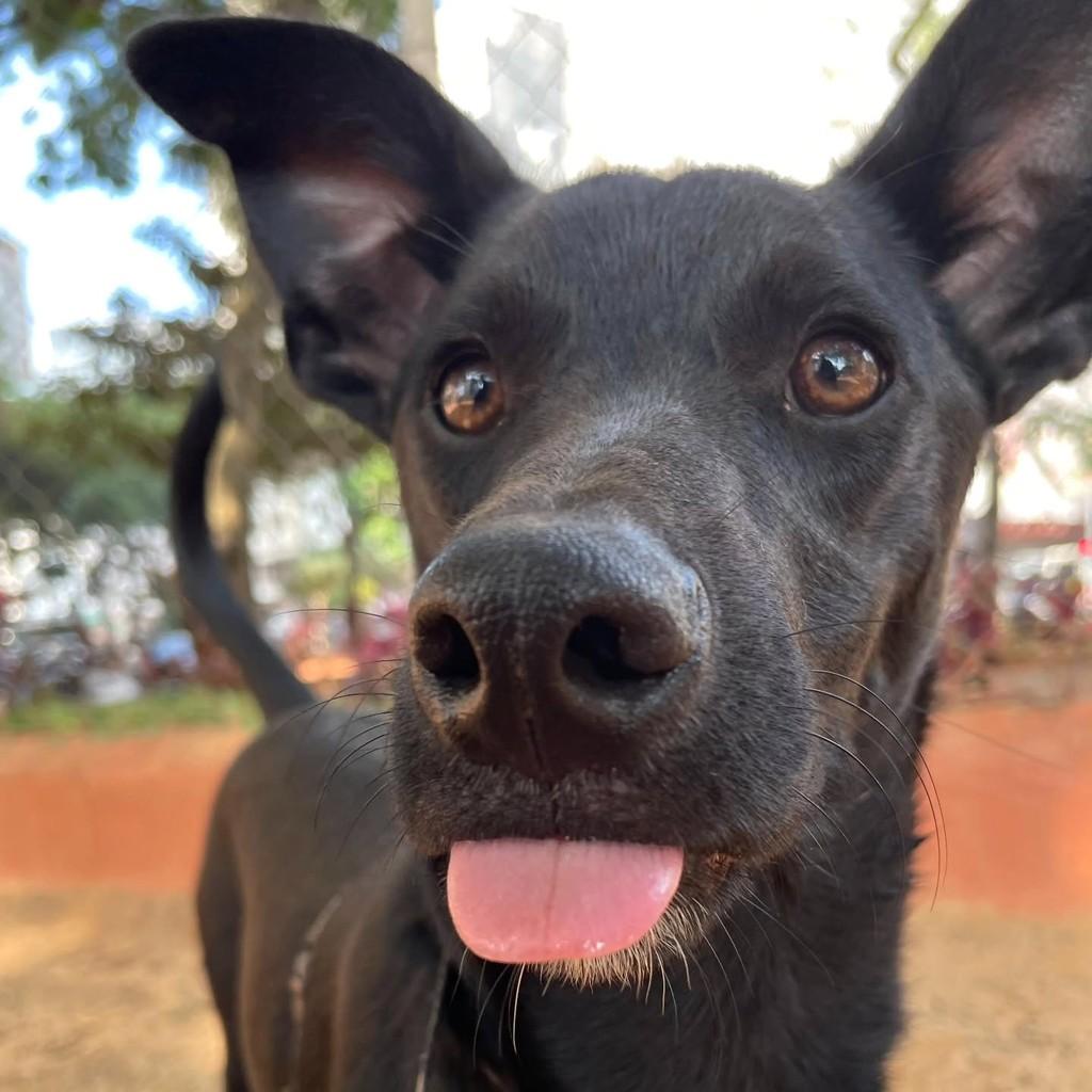 Fernando, cachorro de porte médio para adoção em Belo Horizonte - MG