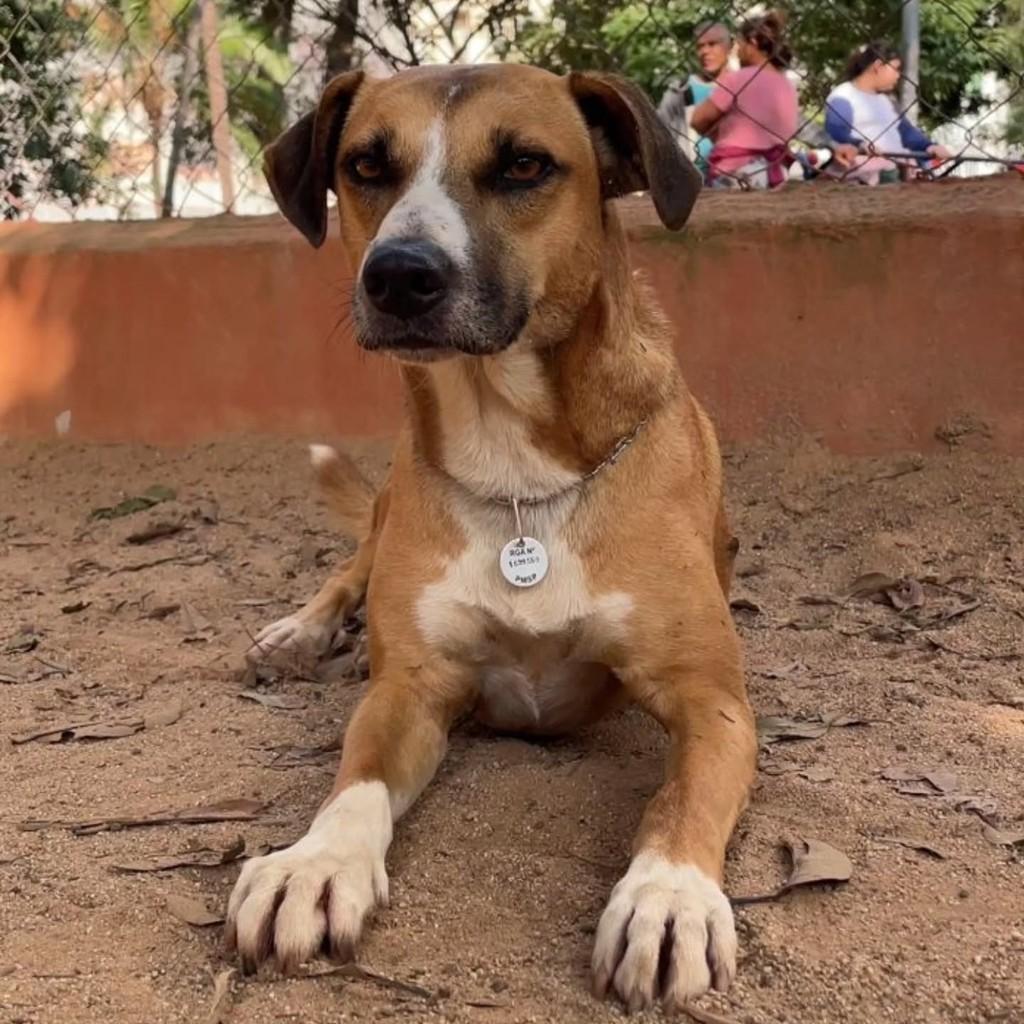 Sapeca, cachorro de porte médio para adoção em Belo Horizonte - MG