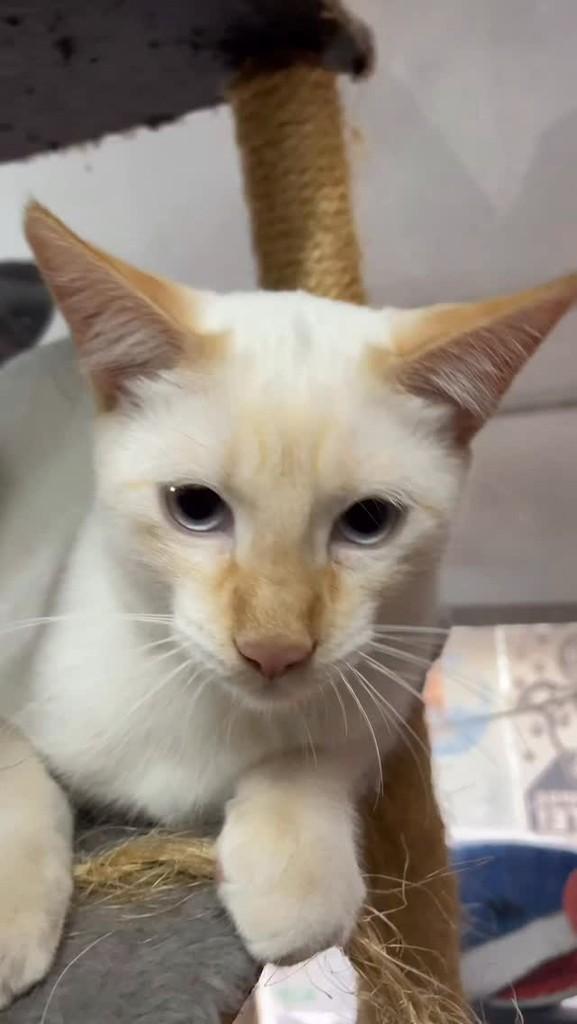 Bari, gato para adoção em Belo Horizonte - MG