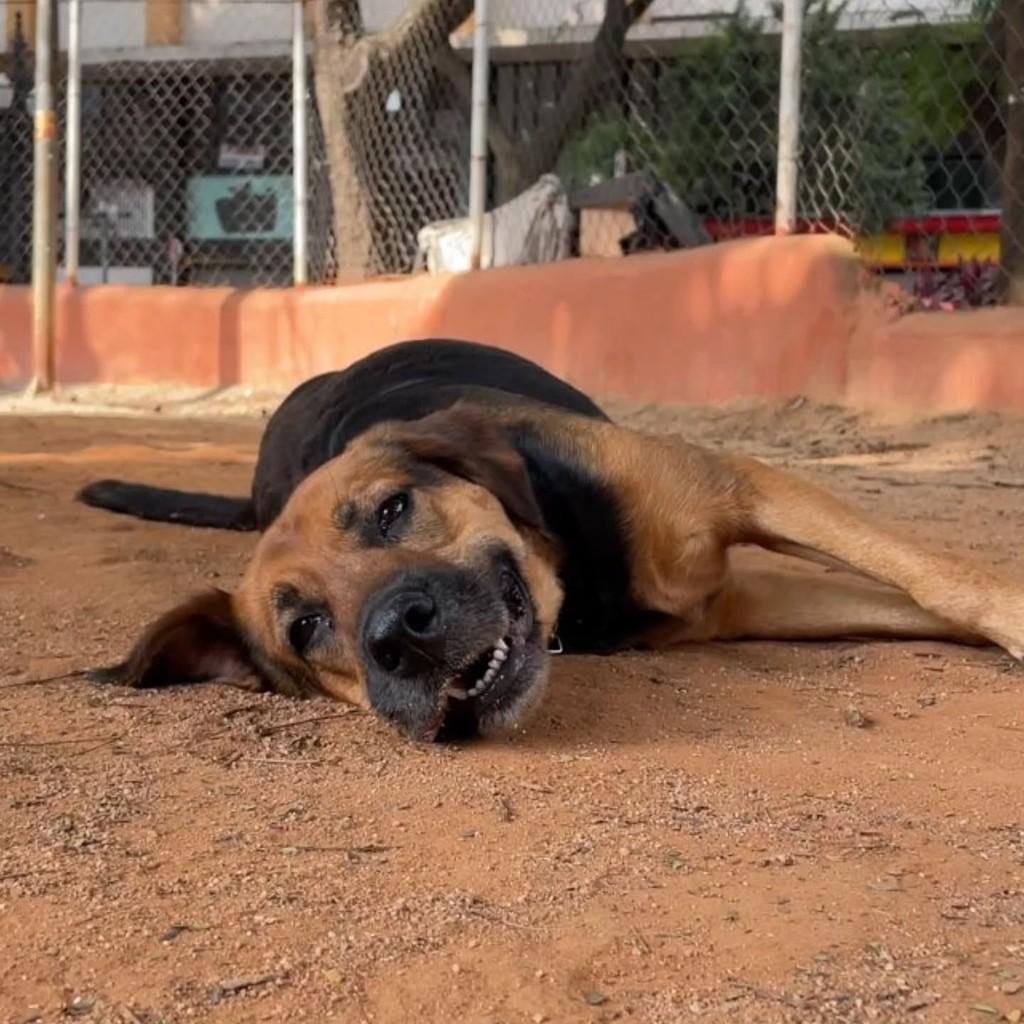 Luz, cachorro de porte médio para adoção em Belo Horizonte - MG
