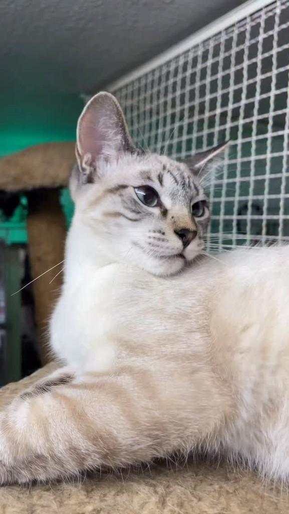 Napoli, gato para adoção em Belo Horizonte - MG