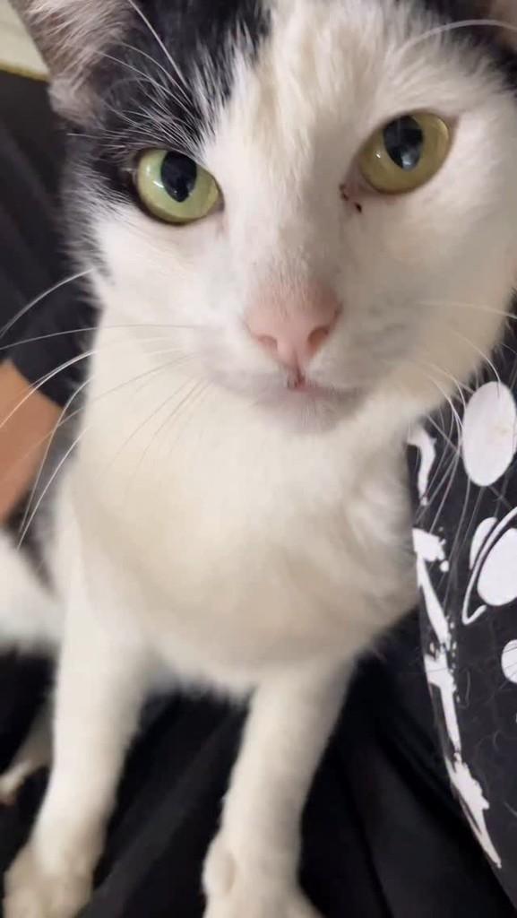 Félix, gato para adoção em Belo Horizonte - MG