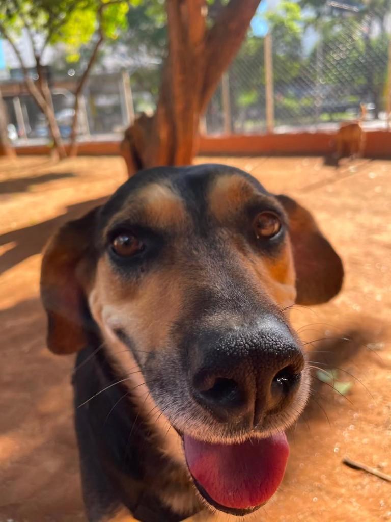 Sheik, cachorro de porte médio para adoção em Belo Horizonte - MG
