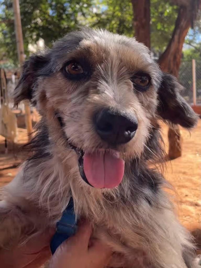 Bigode, cachorro de porte médio para adoção em Belo Horizonte - MG