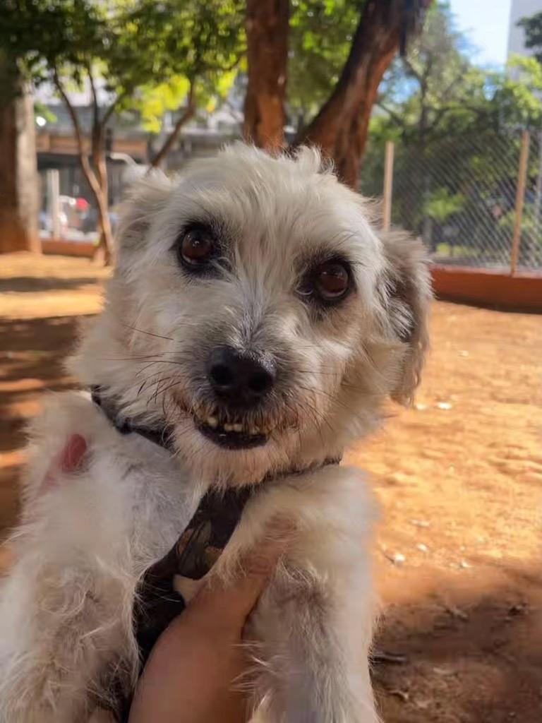 Dentinho, cachorro de porte pequeno para adoção em Belo Horizonte - MG