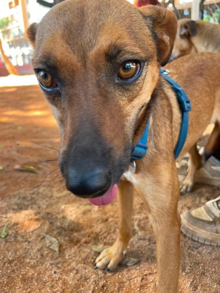Pérola, cachorro de porte pequeno para adoção em Belo Horizonte - MG
