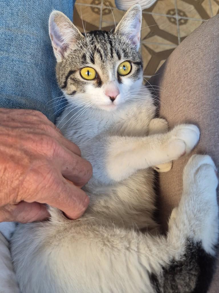 Bianquinha, gata de porte pequeno para adoção em Belo Horizonte - MG