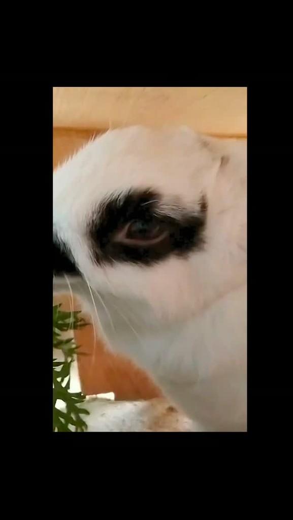 Salvia, cachorro de porte pequeno para adoção em Belo Horizonte - MG
