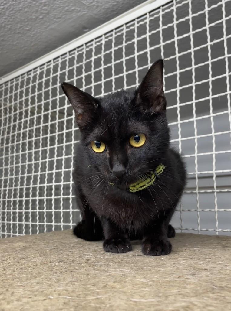 Tucupi, gato de porte pequeno para adoção em São Paulo - SP