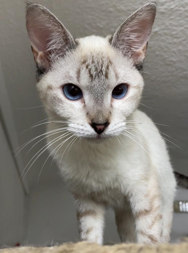 Rapadura, gata de porte pequeno para adoção em São Paulo - SP