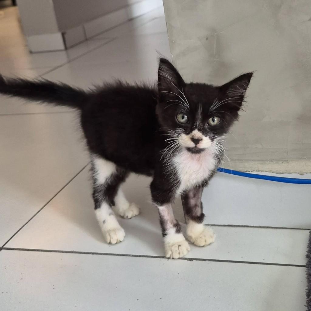 Yumi, gata de porte pequeno para adoção em Campina Grande - PB