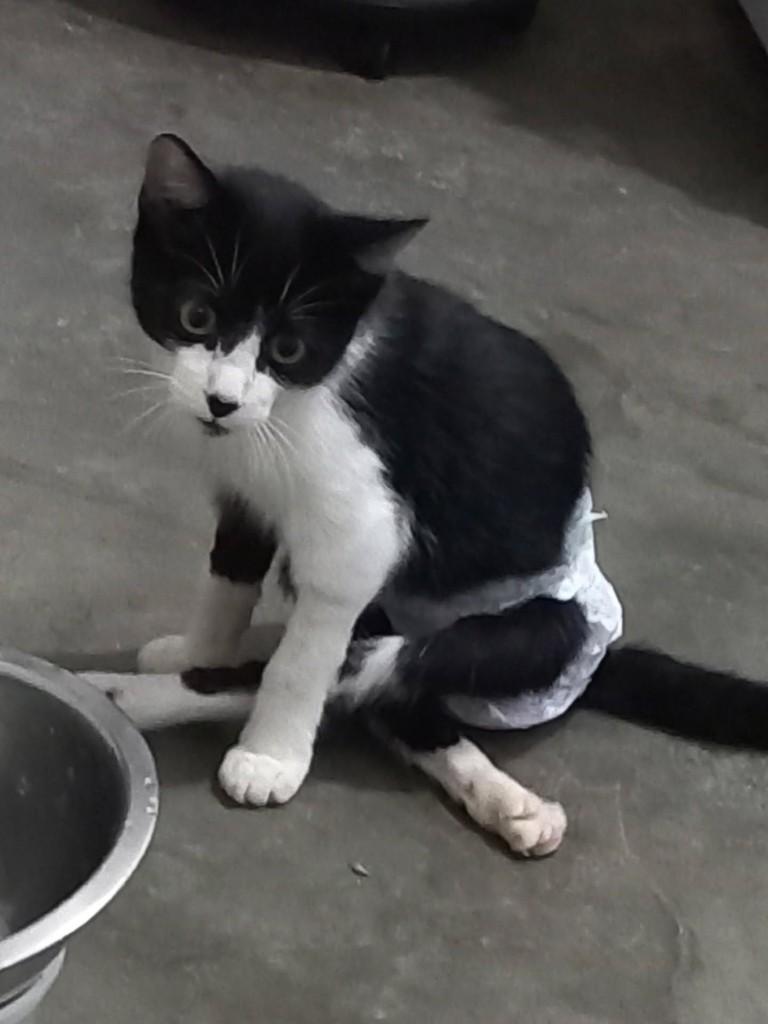 Mimo, gato de porte pequeno para adoção em Campina Grande - PB