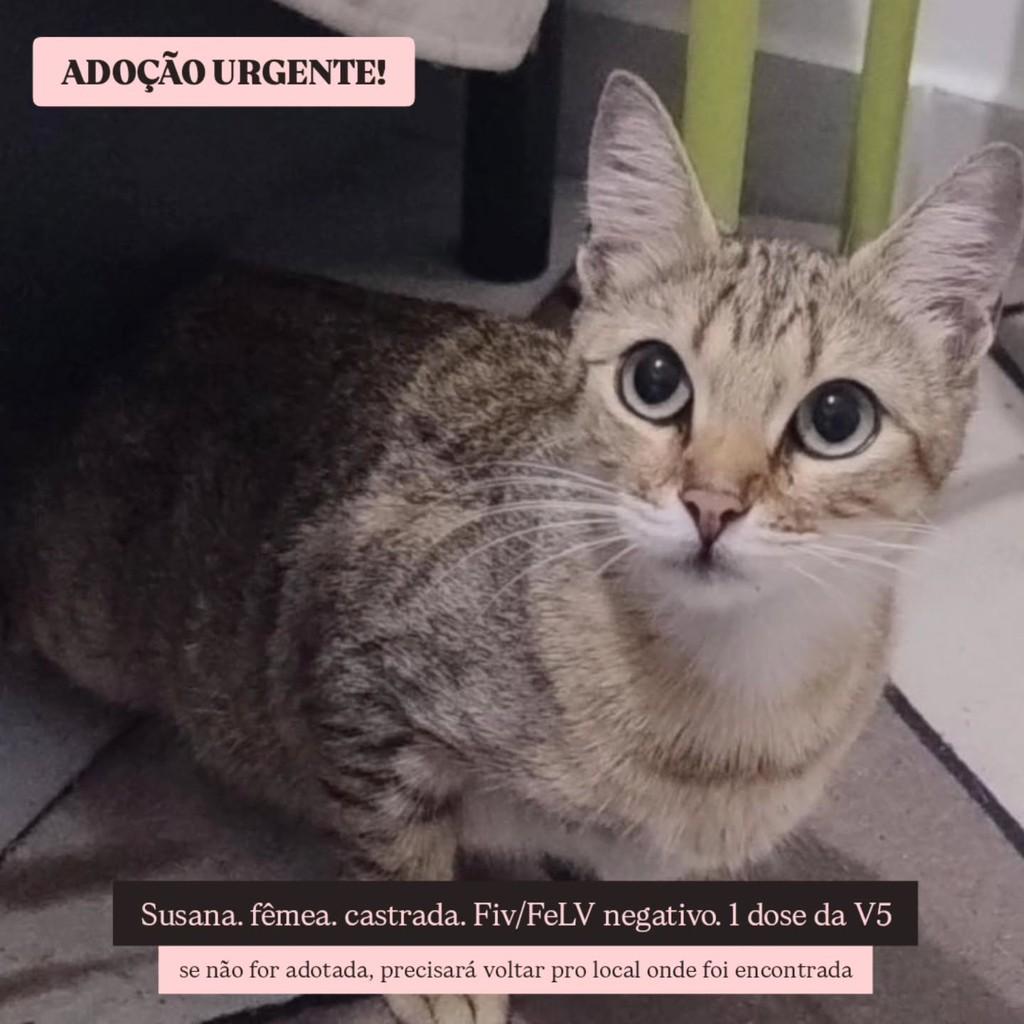 Susana, gata de porte pequeno para adoção em Campina Grande - PB