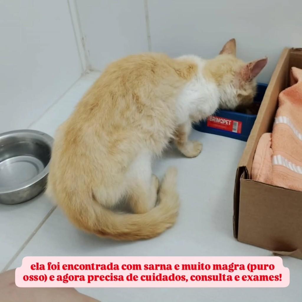 Joana, gata de porte pequeno para adoção em Campina Grande - PB