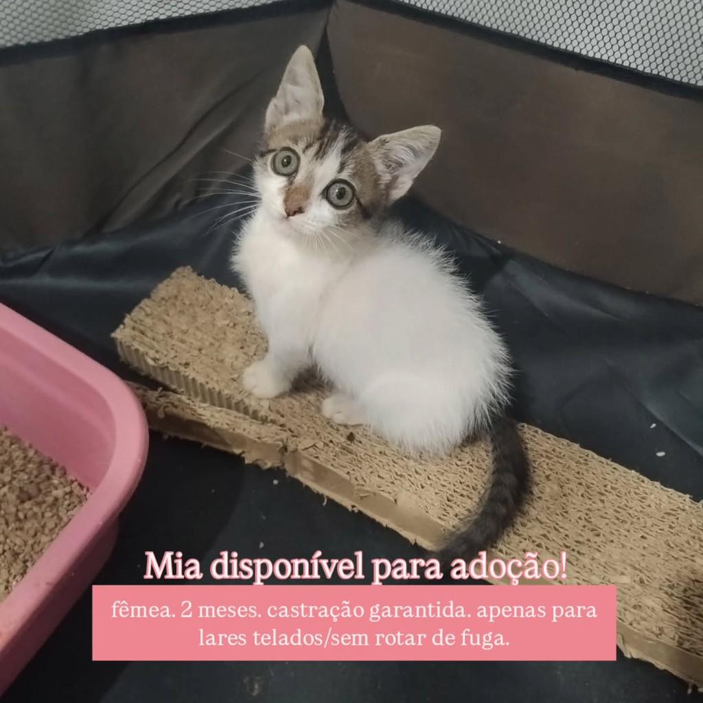 Mia, gato de porte médio para adoção em Campina Grande - PB