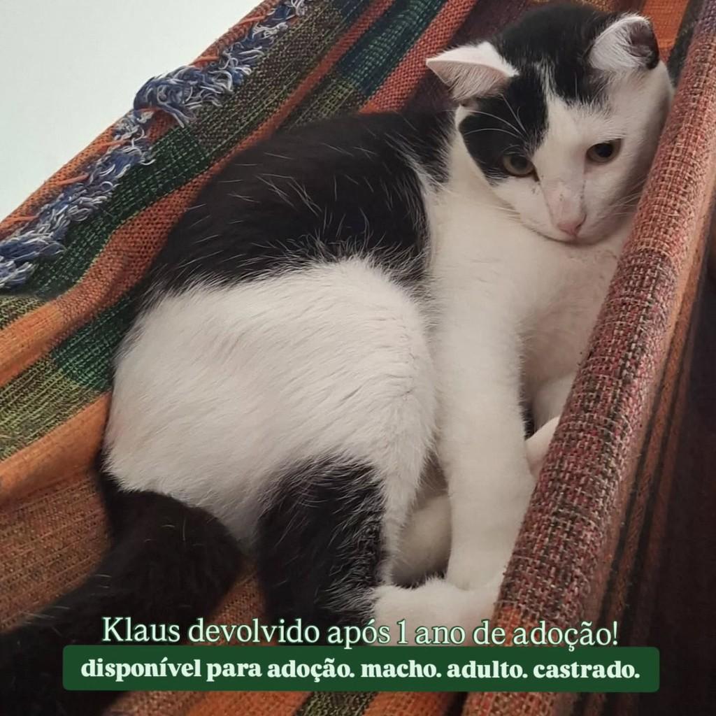 Klaus, gato de porte médio para adoção em Campina Grande - PB