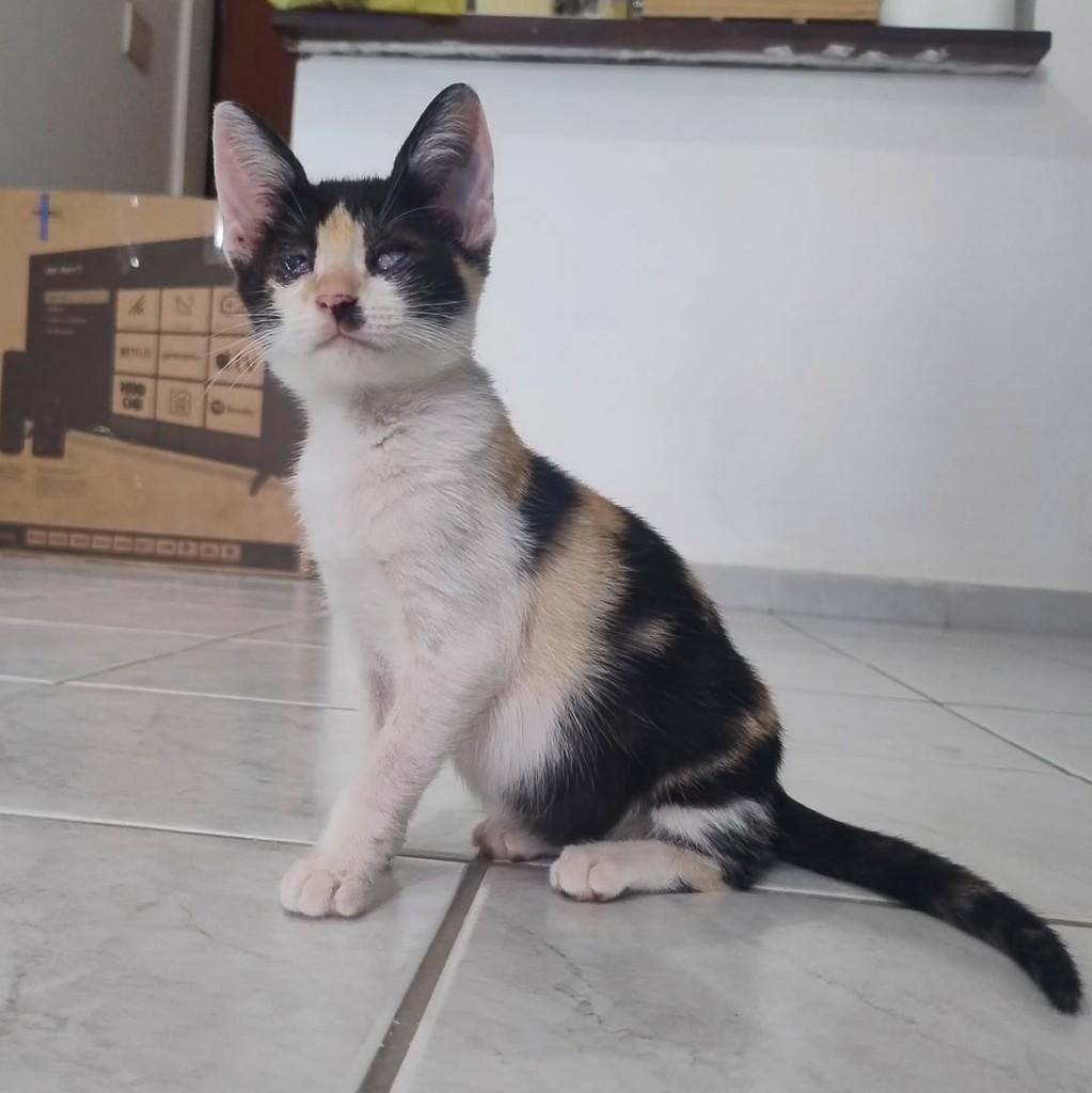 Trixie, gata de porte pequeno para adoção em Campina Grande - PB