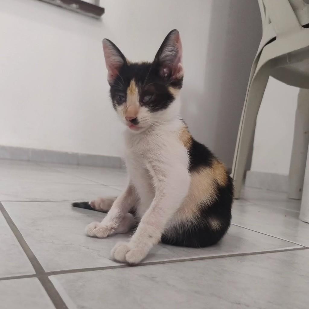 Trixie, gata de porte pequeno para adoção em Campina Grande - PB — foto 2 de 2