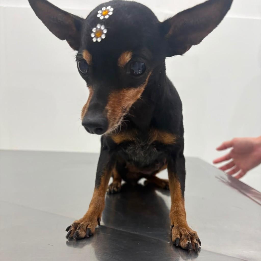 Lola, cadela de porte pequeno para adoção em Rio de Janeiro - RJ
