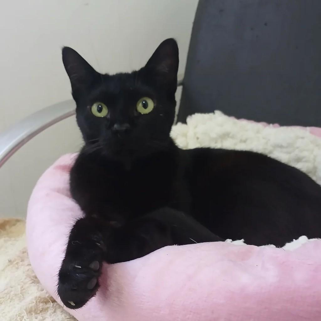 Midnight, gato para adoção em Taubaté - SP
