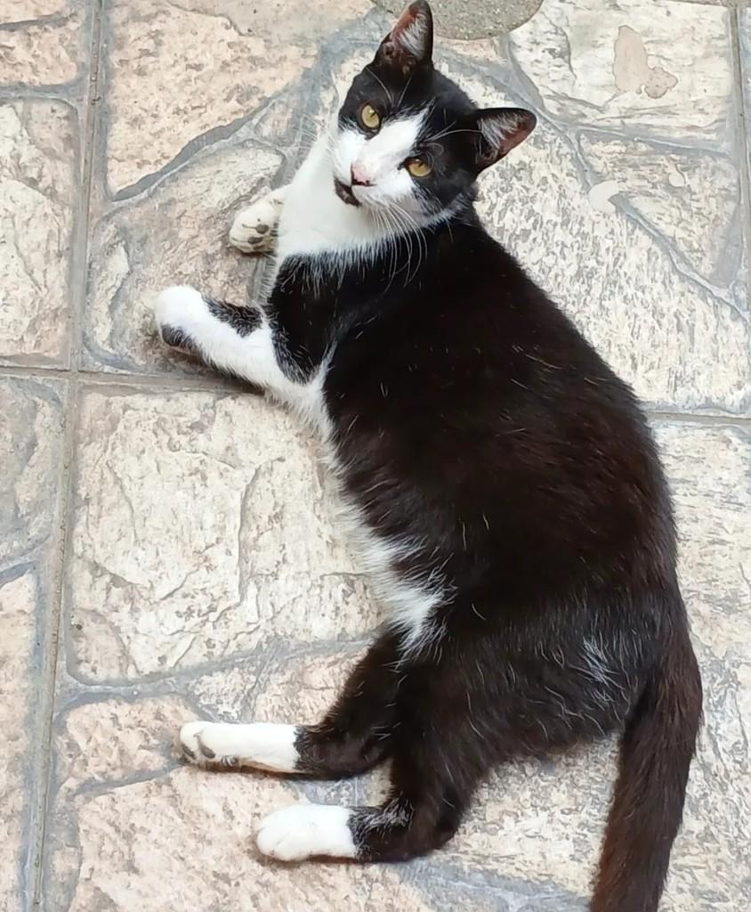 Charlie, gato de porte médio para adoção em Taubaté - SP