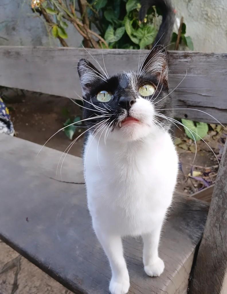 Ritinha, gata de porte pequeno para adoção em Taubaté - SP