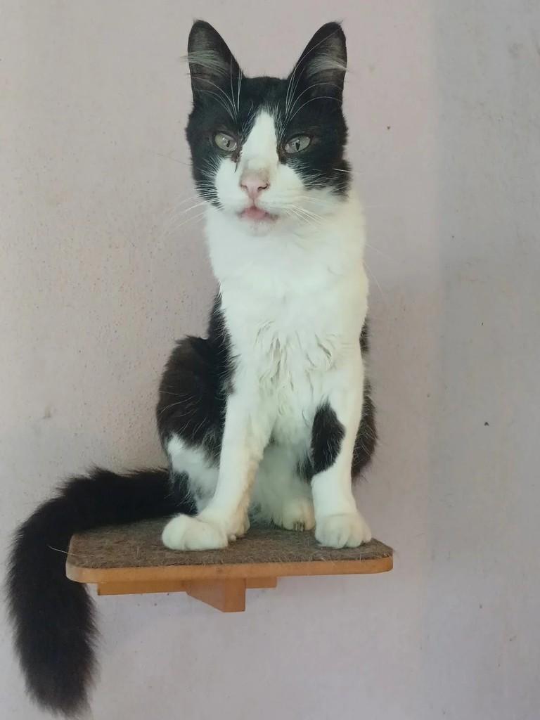 Canjica, gato para adoção em Taubaté - SP