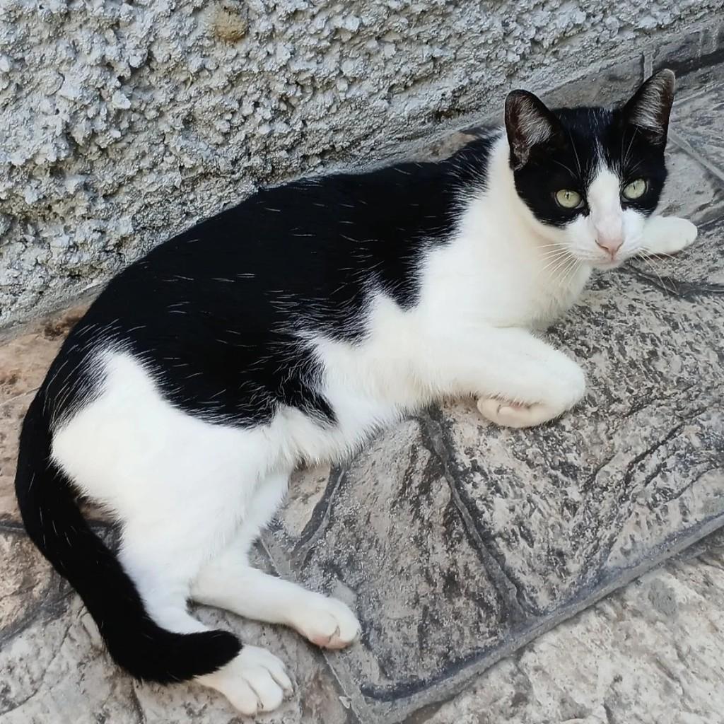Adonis, gato de porte médio para adoção em Taubaté - SP