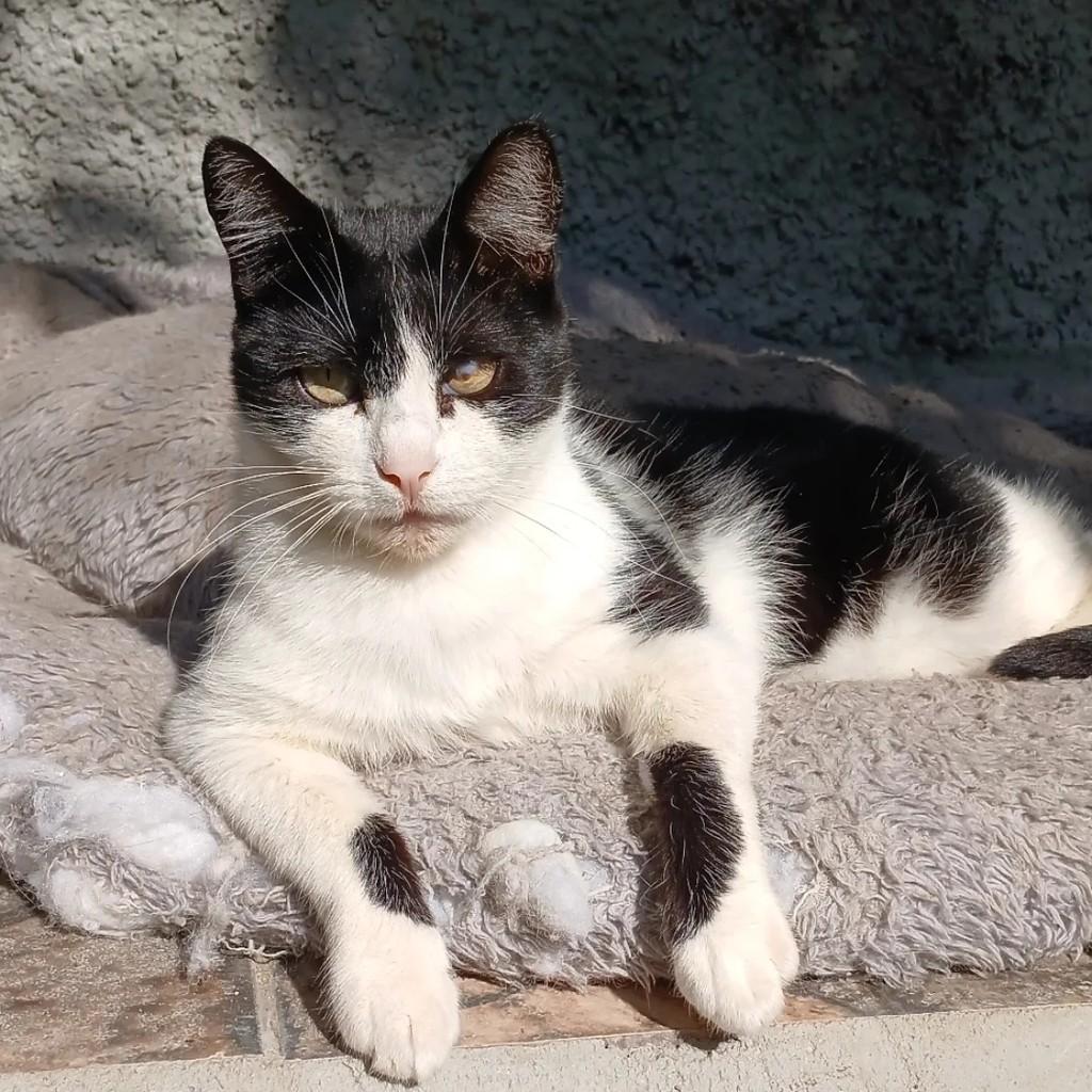 Jack, gato para adoção em Taubaté - SP
