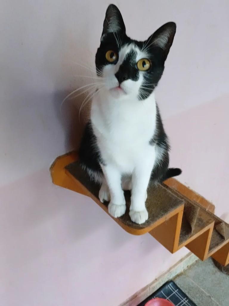 Durga, gata de porte médio para adoção em Taubaté - SP