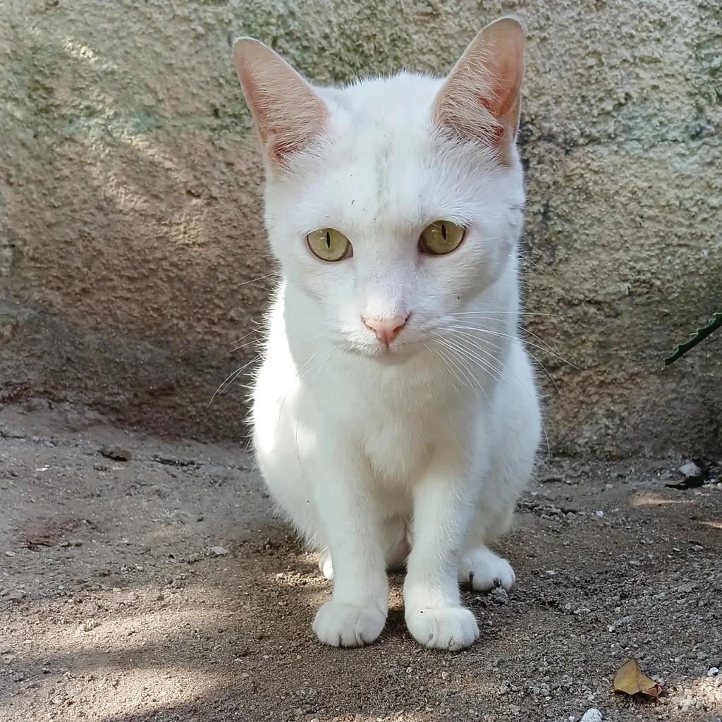 Nina, gata de porte médio para adoção em Taubaté - SP