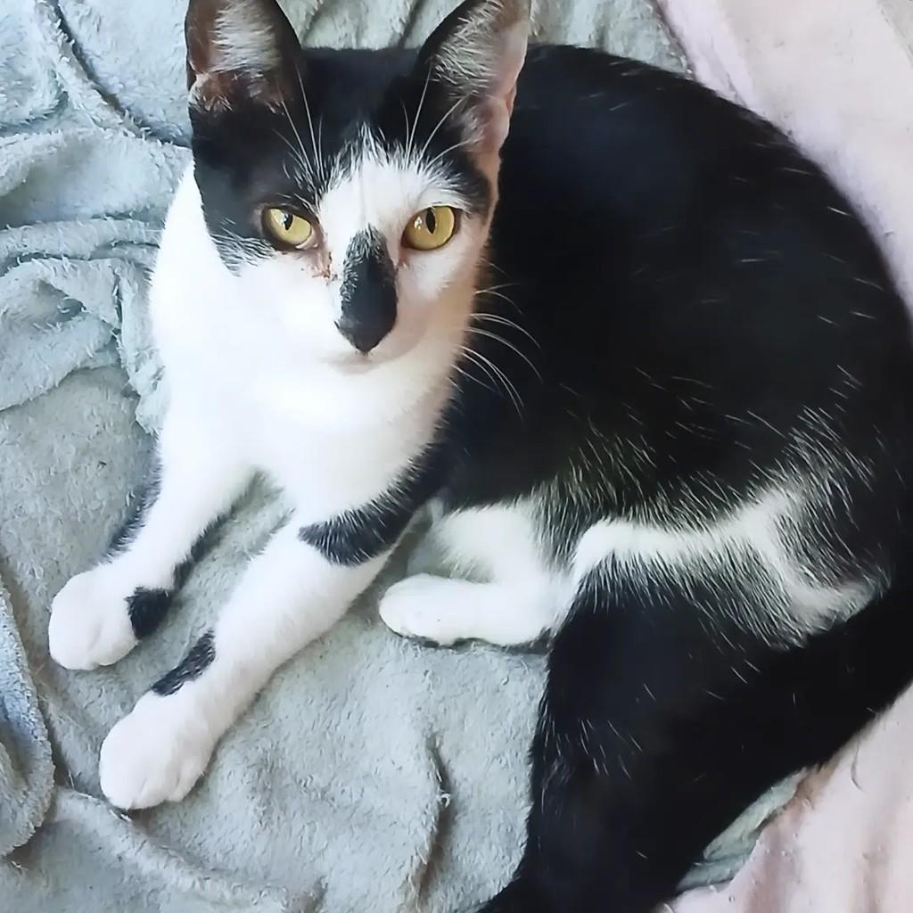Freya, gata de porte médio para adoção em Taubaté - SP