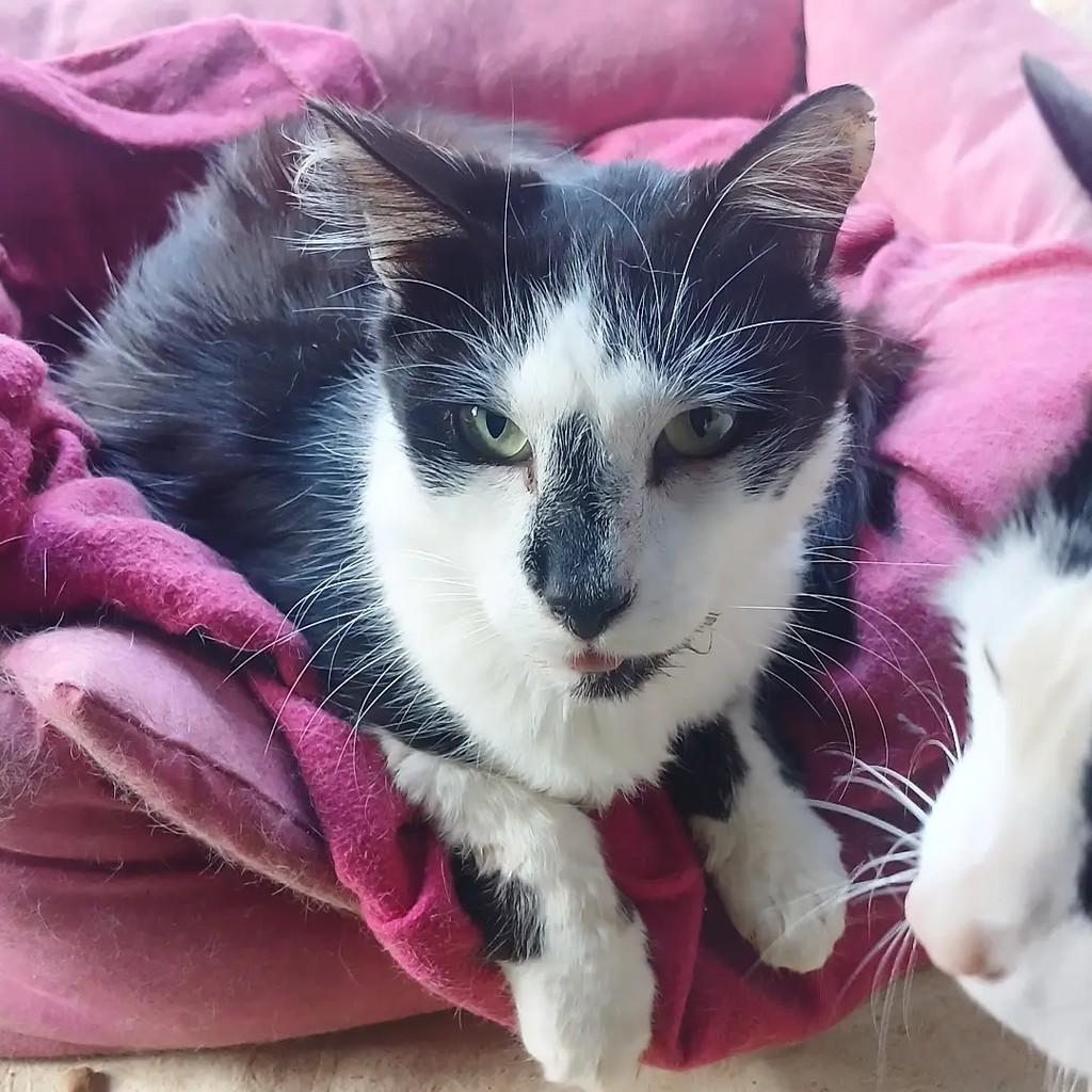 Nick, gato de porte médio para adoção em Taubaté - SP