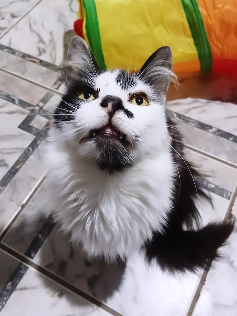 Anakin, gata para adoção em Taubaté - SP