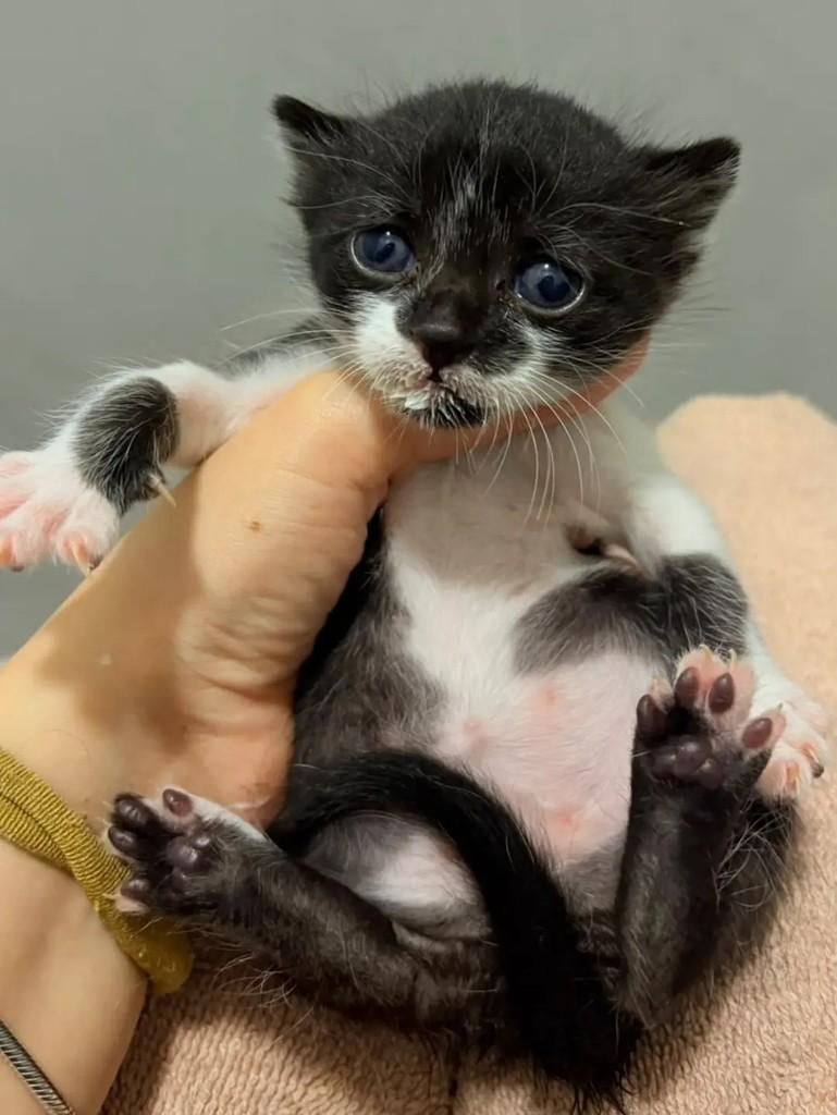 Dudinha, gata de porte pequeno para adoção em Taubaté - SP