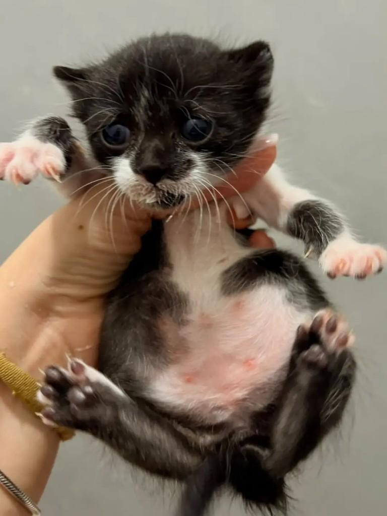 Dudinha, gata de porte pequeno para adoção em Taubaté - SP — foto 2 de 2
