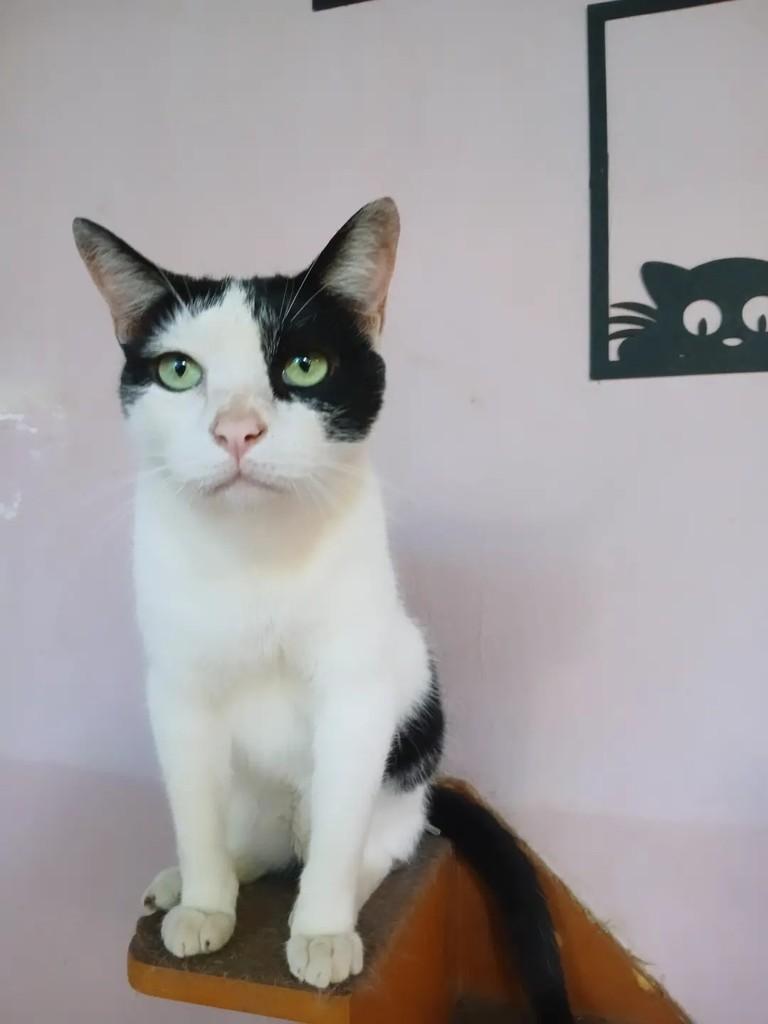 Eros, gato de porte médio para adoção em Taubaté - SP