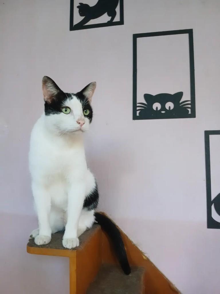 Eros, gato de porte médio para adoção em Taubaté - SP — foto 2 de 3