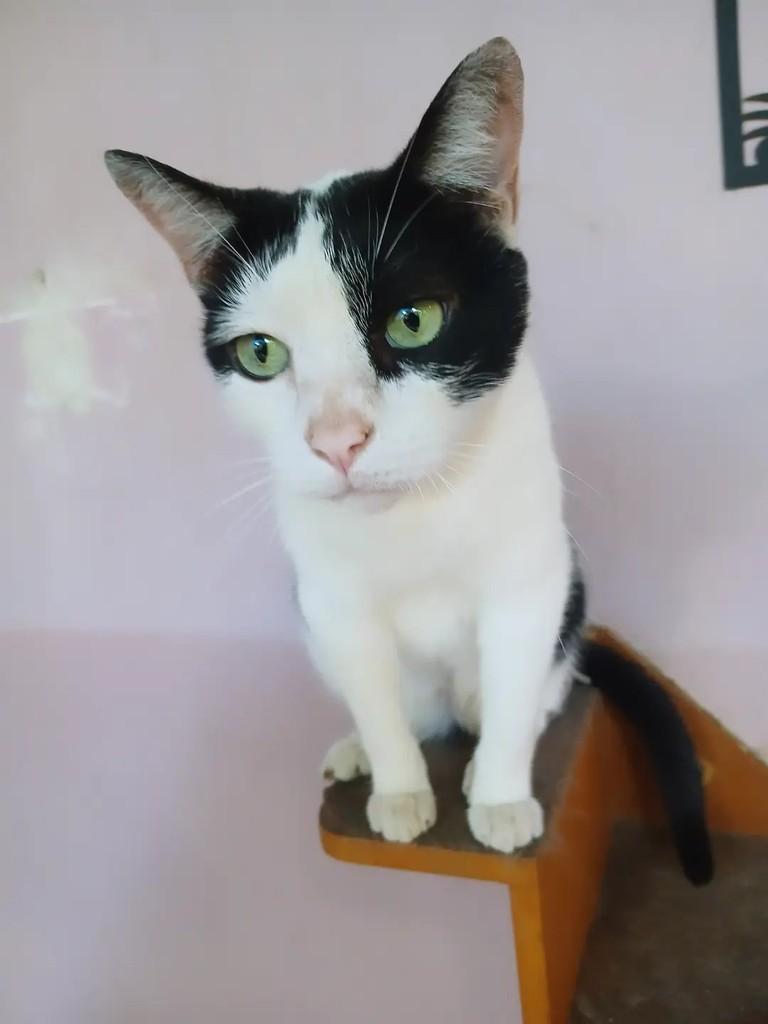 Eros, gato de porte médio para adoção em Taubaté - SP — foto 3 de 3