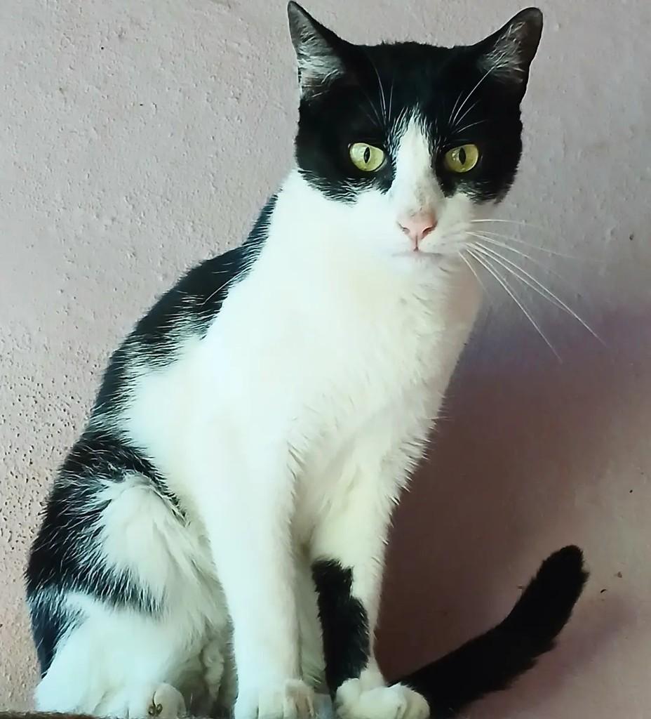 Magnus, gato de porte médio para adoção em Taubaté - SP