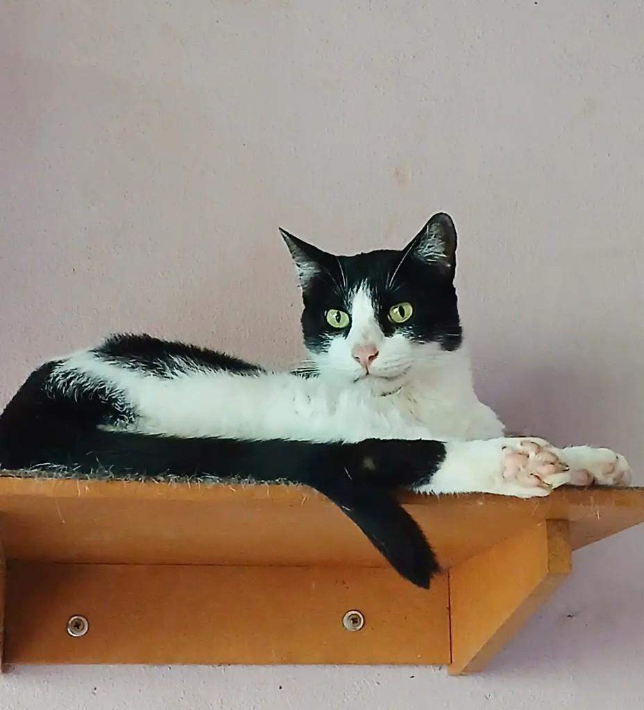 Magnus, gato de porte médio para adoção em Taubaté - SP — foto 2 de 3