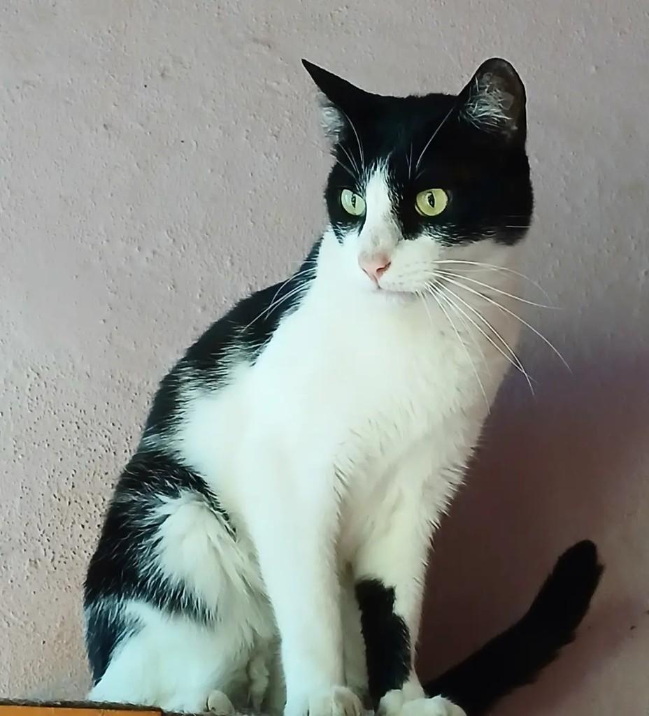 Magnus, gato de porte médio para adoção em Taubaté - SP — foto 3 de 3