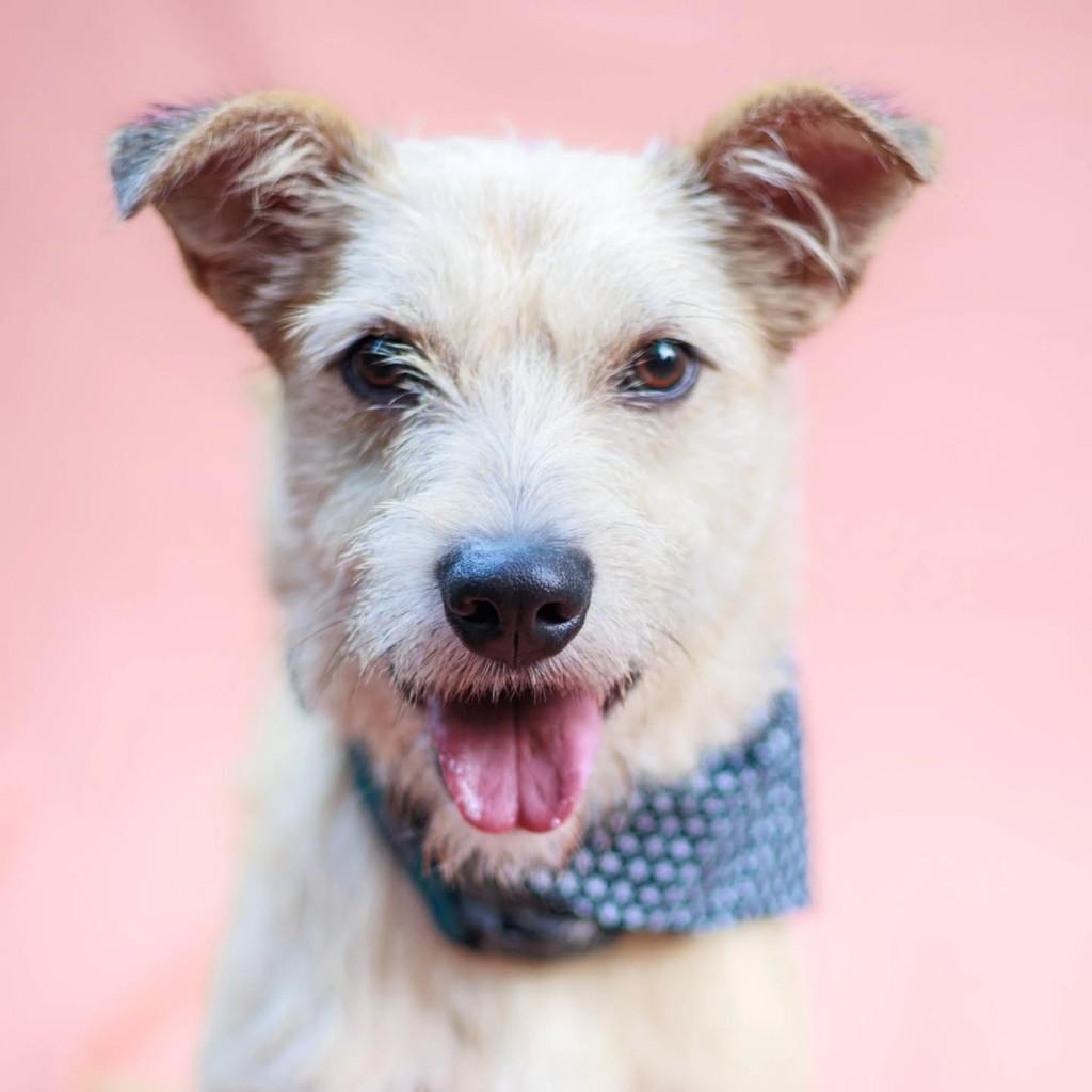 Lúcio, cachorro de porte médio para adoção em São Paulo - SP